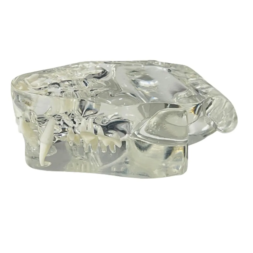 

Transparent Dental Animal Resin Teeth Educational Removable Dental Teaching Canine Clear Texture Simulation Simulation