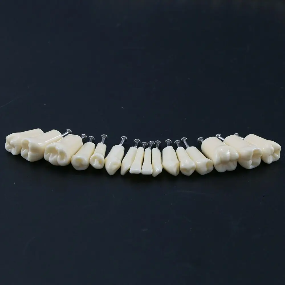 Kilgore NISSIN 200 Type 32 Pcs Replacement Spare Teeth Dental Typodont Model M8025 Teeth Model