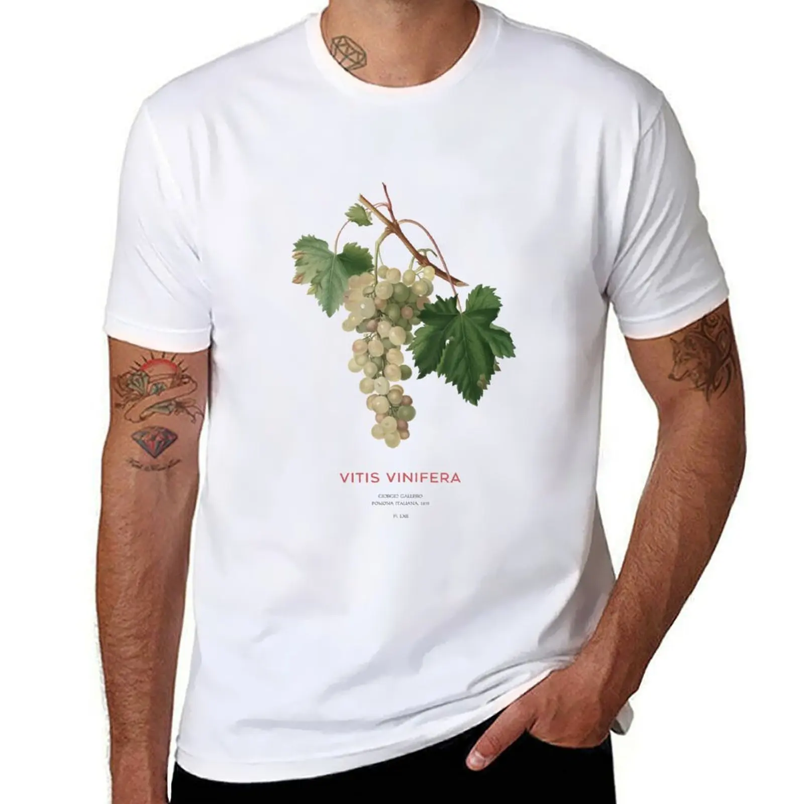 

Common grape vine or Vitis vinifera T-Shirt man t shirt summer man t shirt luxury funny t shirts man T-Shirt
