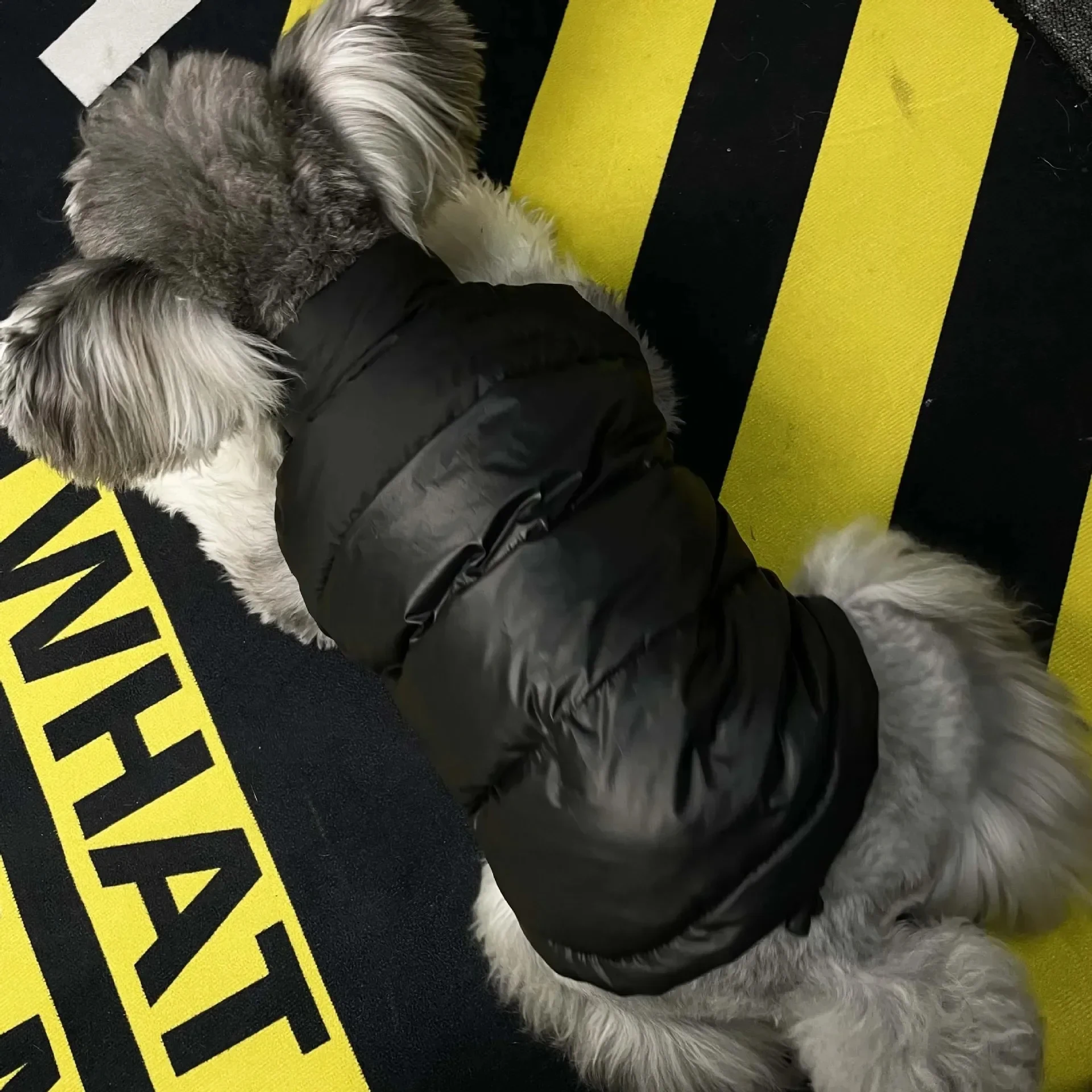 Winter Pet Puffer Jacket for Dogs - Windproof Down Coat with Hood, Thick Warm Dog Clothes for Small Medium Dogs Chihuahua Poodle