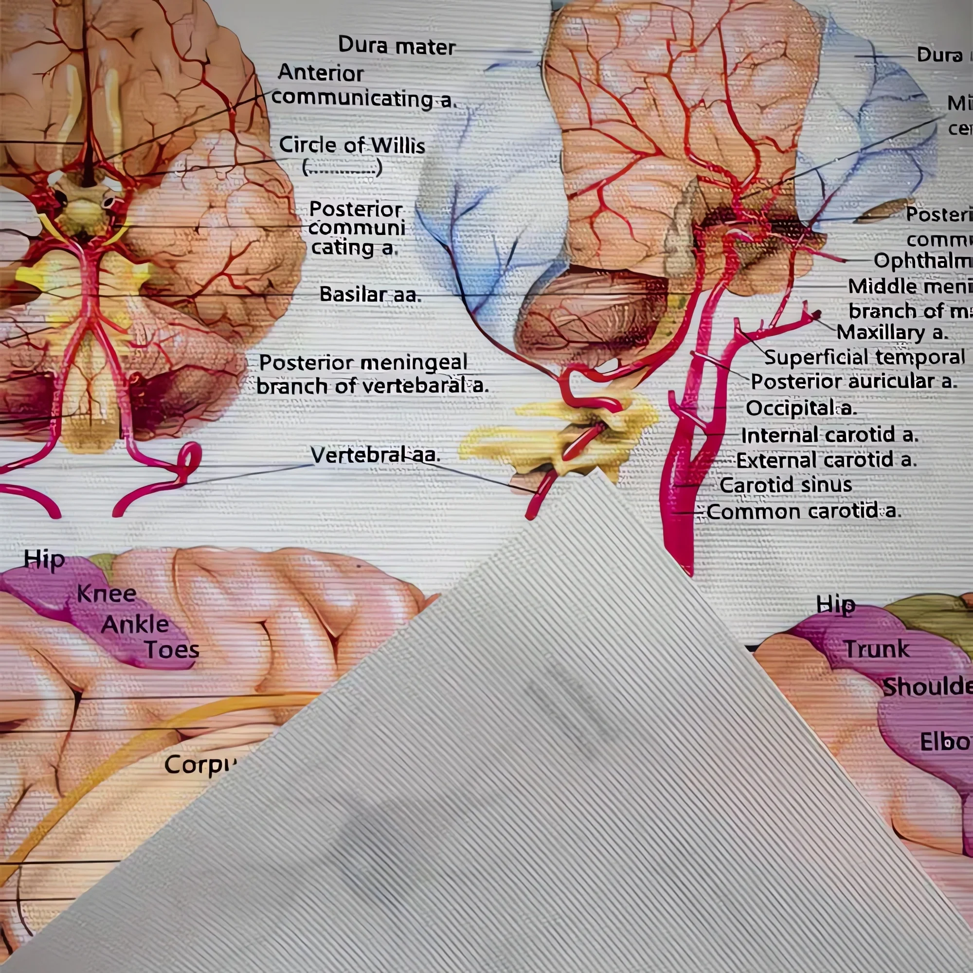 Menschliche Skelett-Anatomie P – Badminton Poster Bewertung und Preis