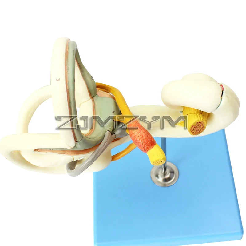 Anatomy Human Ear Semicircular Canal Cochlea Inner Labyrinth Model Detachable Enlarged Human Ear Labyrinth Model