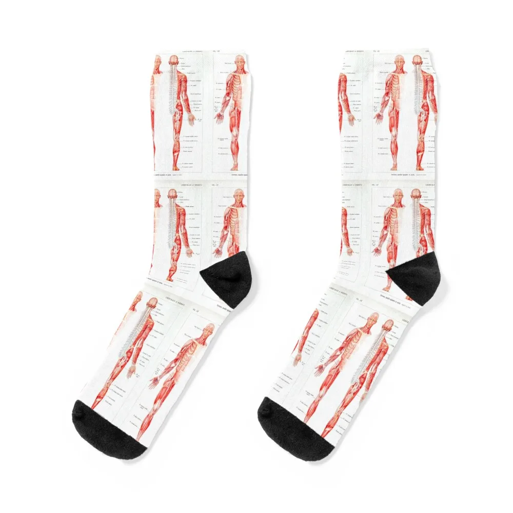 

Vintage Muscular System Anatomical Chart - Human Muscle Anatomy Socks aesthetic fashionable Socks Men's Women's