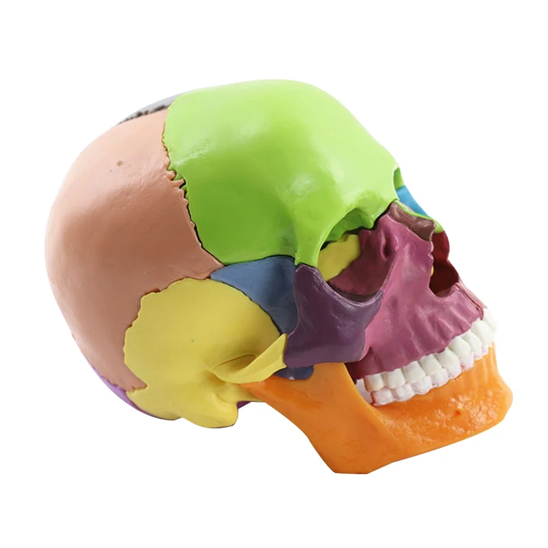 Education Skull Model 1:2 For Student Teaching Study Assembling Model Durable Multicolor