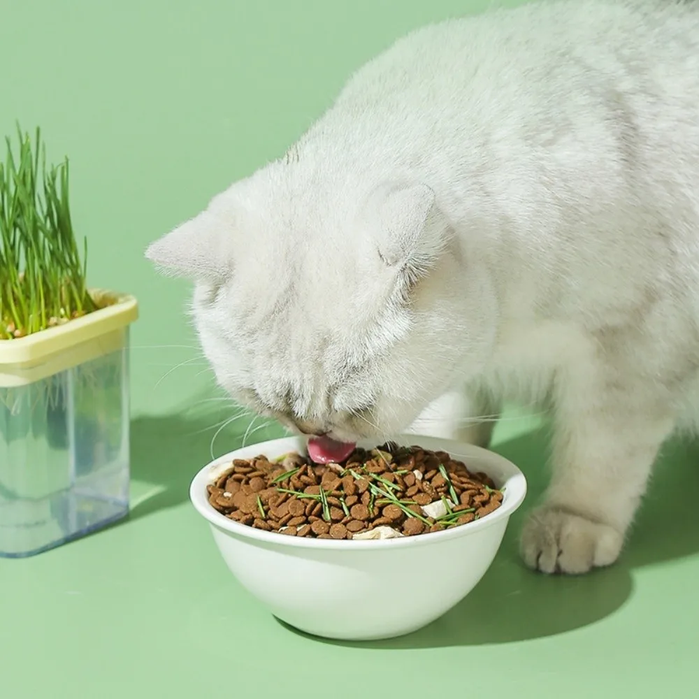 Detachable Soilless Cultivation Cup Transparent Reusable Cat Grass Box Planter with Drain Holes Layered Microgreens Growing Box
