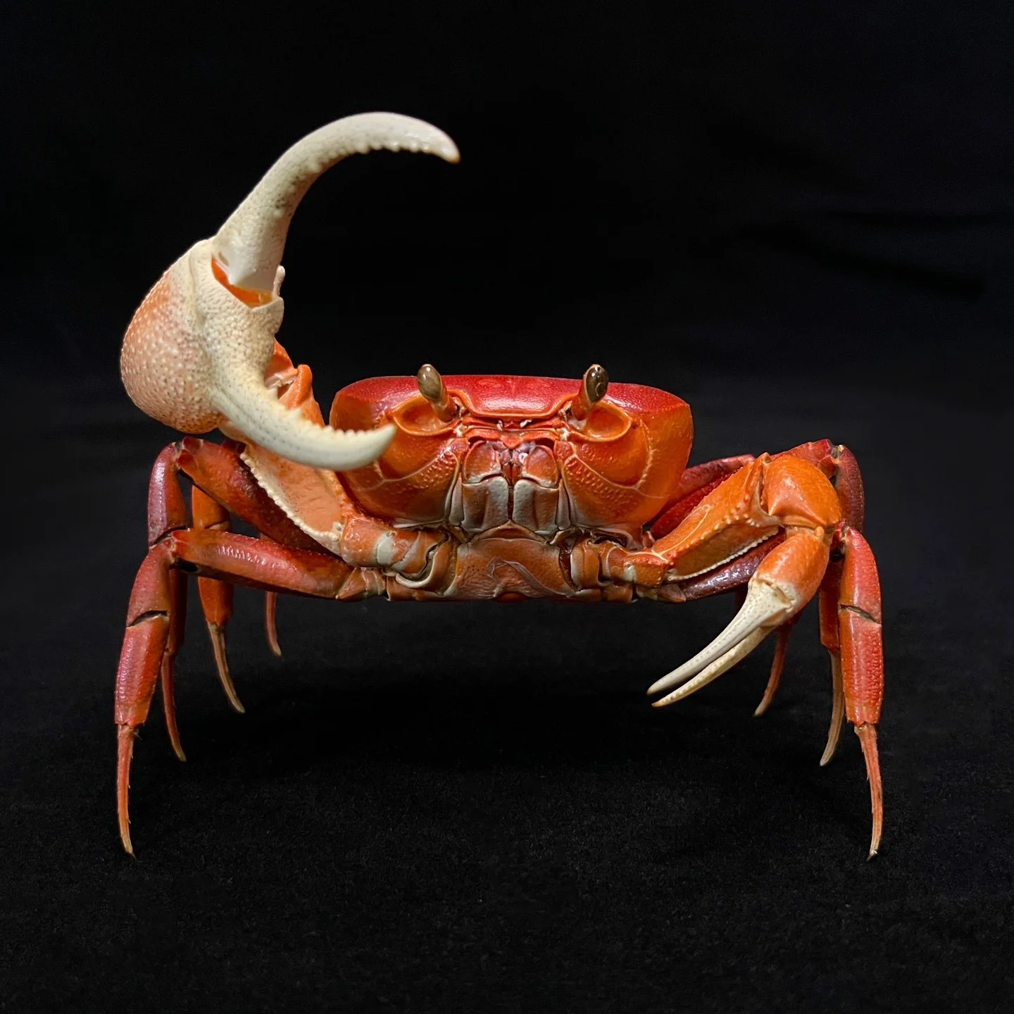 Red Pirate Crab Specimen Authentic Vietorintalia Rubrum Taxidermy Unique Collectors Home Decor Ideal Gift for Nature Lovers