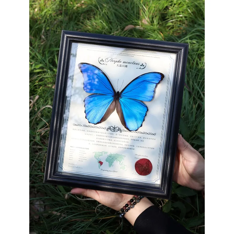 Big blue morpho butterfly butterfly specimen photo frame finished product wings spreading insects rare blue birthday gift female