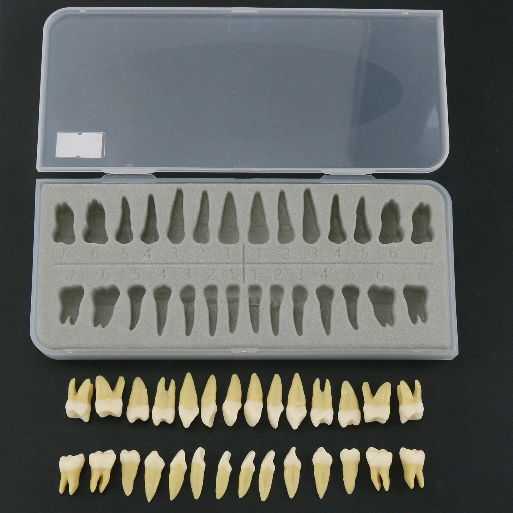

M7021 28PCS 1:1 Permanent Teeth Teaching Study Model Demo for Lab Education Compatible with M7008