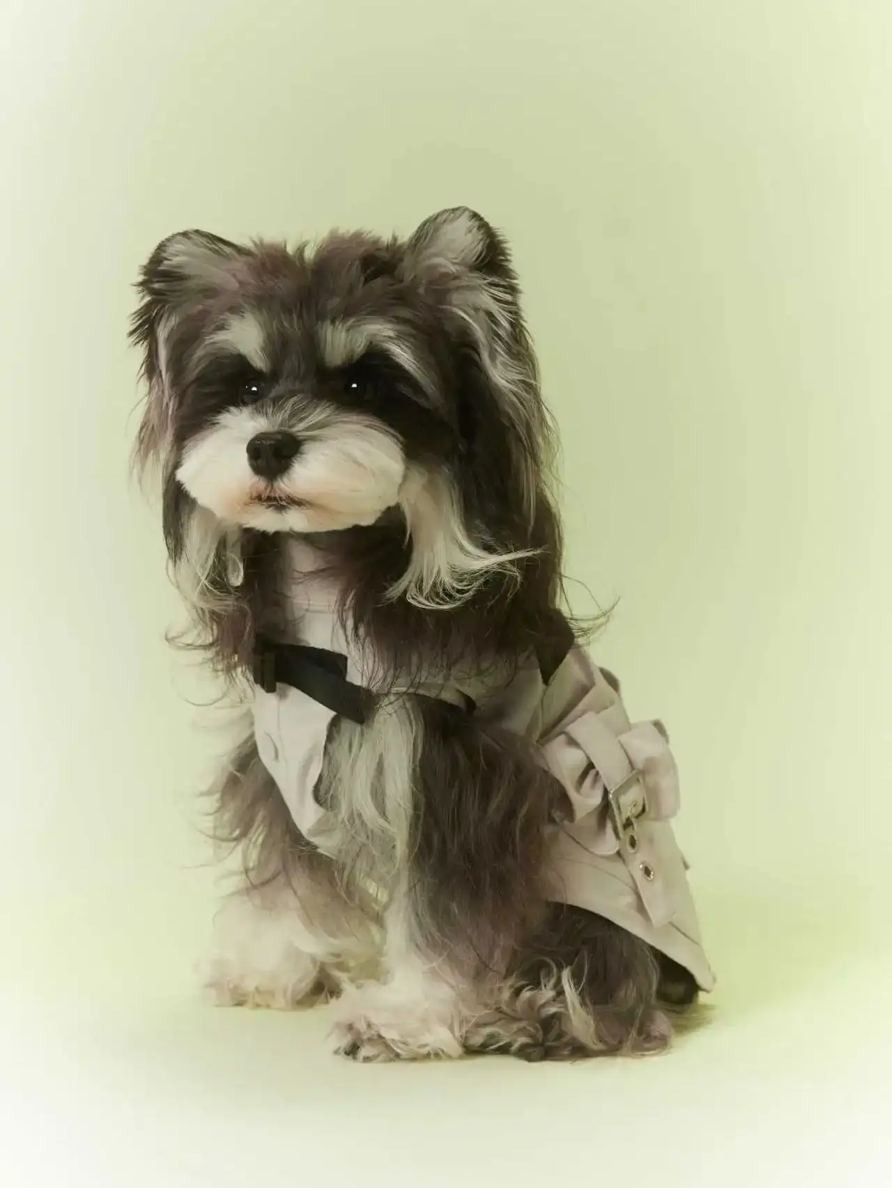 

Premium British Utility Pet Coat | Handsome Cargo Dog Vest with Ruffle & Buckle Details for Fashionable Small Dogs