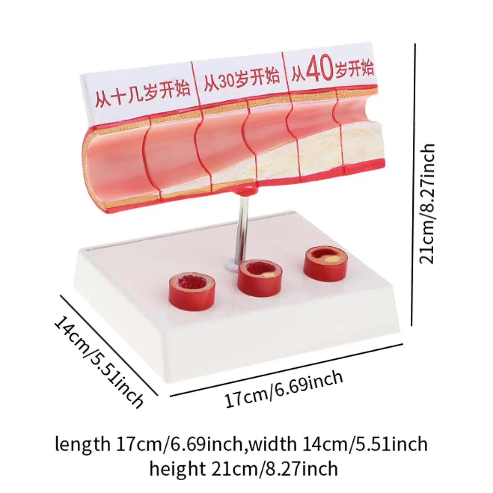 نموذج تشريح الأوعية الدموية البشرية أداة عرض تعليمية احترافية لتعلم دراسة المدرسة في الفصول الدراسية