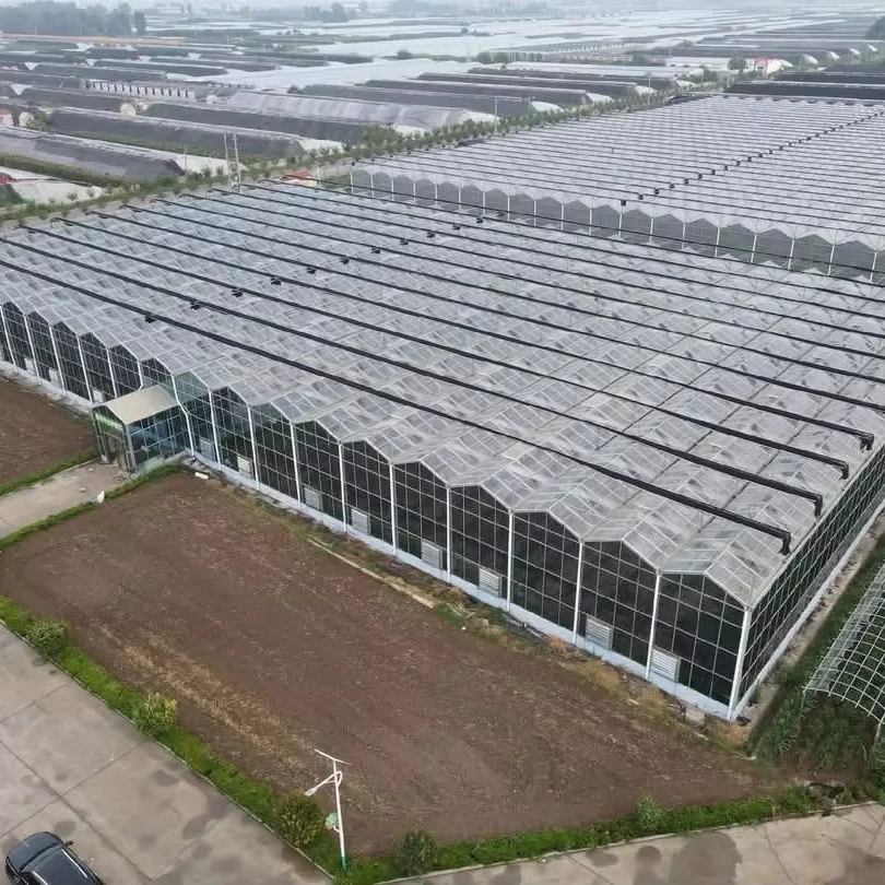 

Customized greenhouseModern Glass Greenhouse for Tomato Farming - Integrated Irrigation System