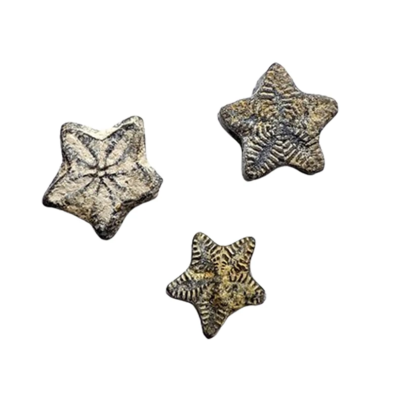 1Pc Five Pointed Star Statue Natural Animal Fossil Rough Gifts Collection Home Decoration Ornament Teaching Specimen Ornaments