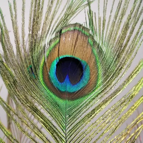 Nettenevime Peacock Feather 5 Pcs Real Feather 95 cm