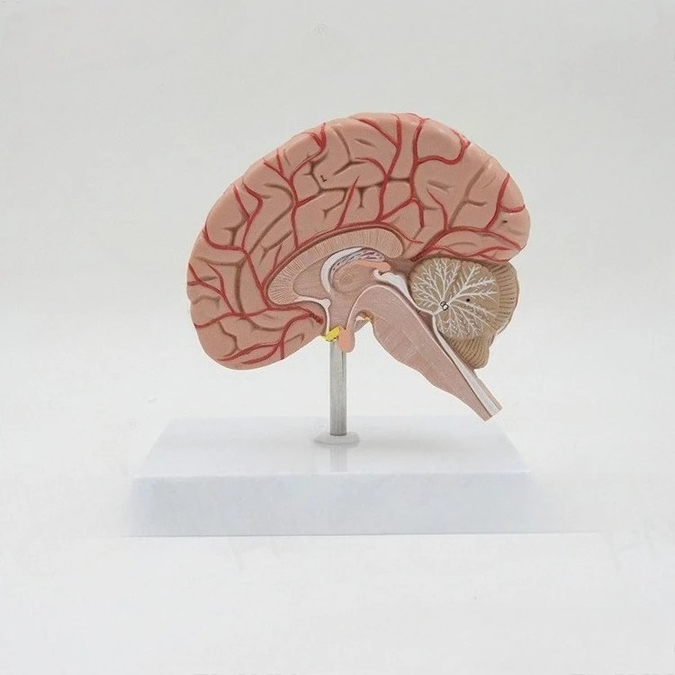 Human right brain structure cerebrovascular cranial nerve anatomical model Teaching neurology brain specimen
