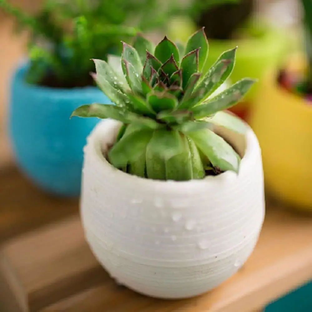 Flower Pot Cute Succulent Plants Saucer Tray Planter Home Desk Garden Decor Mini Plants Bonsai Small Simulated Tree Pot Plants