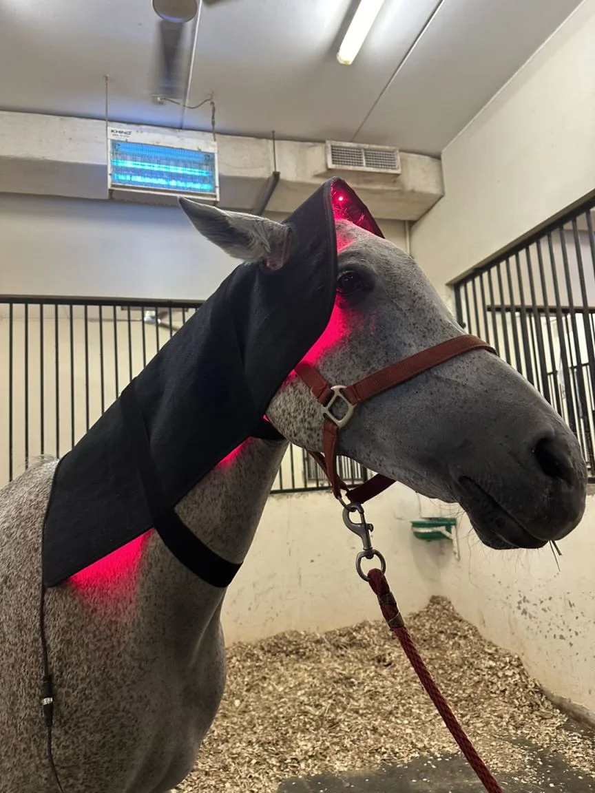 Horse Care Product Red & Infrared Light Therapy 660nm 850nm Head Belt Horse Pain Relief Health Care