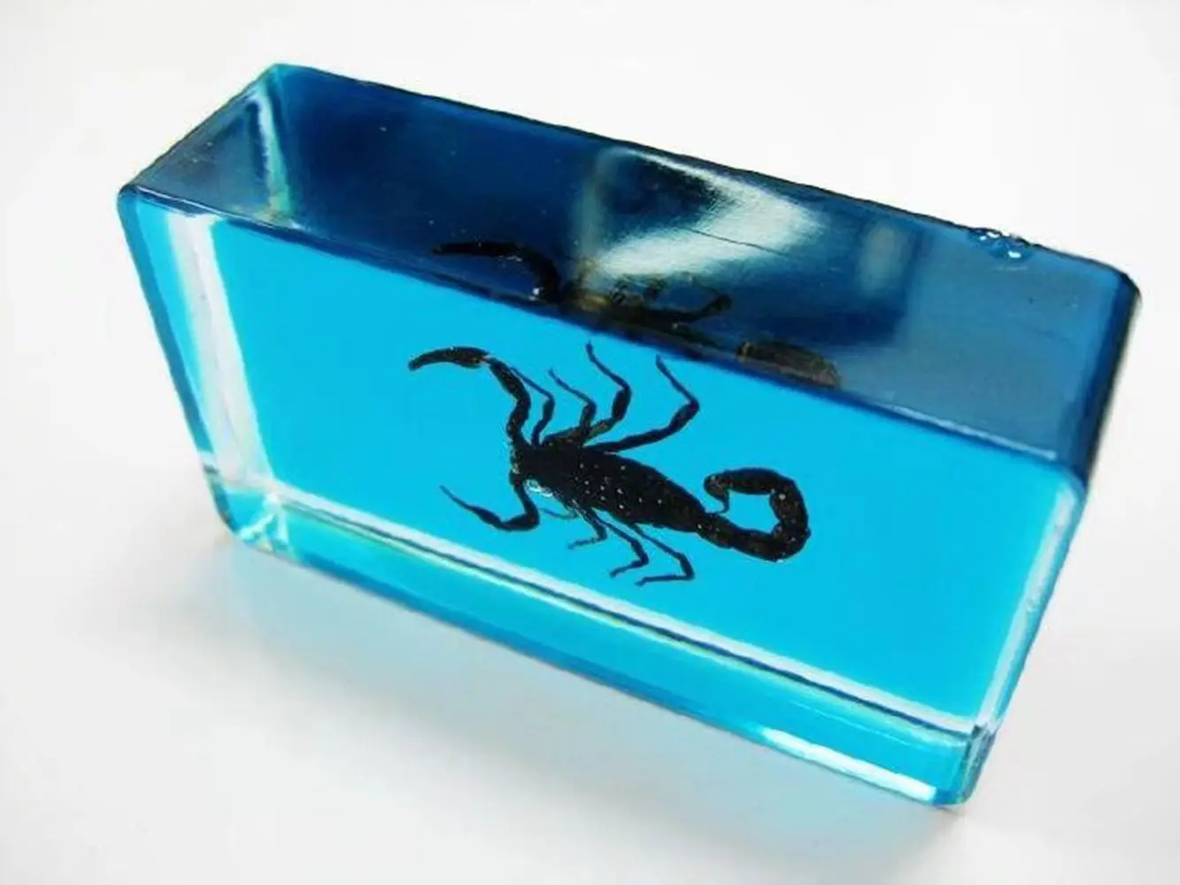 10 pcs Insect Specimen Creative Paperweight Collection blue style insect design  Gift - Deinopidae