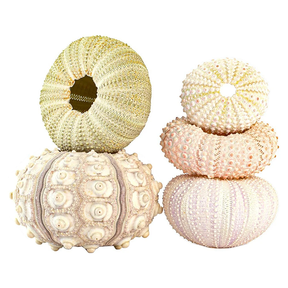 Marine Seashells Coquillage Natural Sea Urchin Air Pineapple Bonsai Shells Craft Home Decoration Desk Layout Ornament