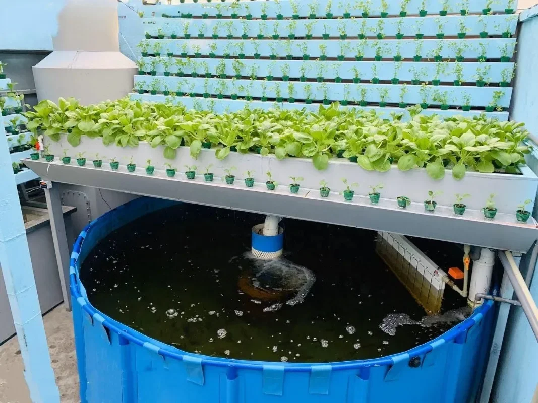 Aquaponics Complete Growing System Typical Engineering Fish Farming Pond Tank Breeding Pools