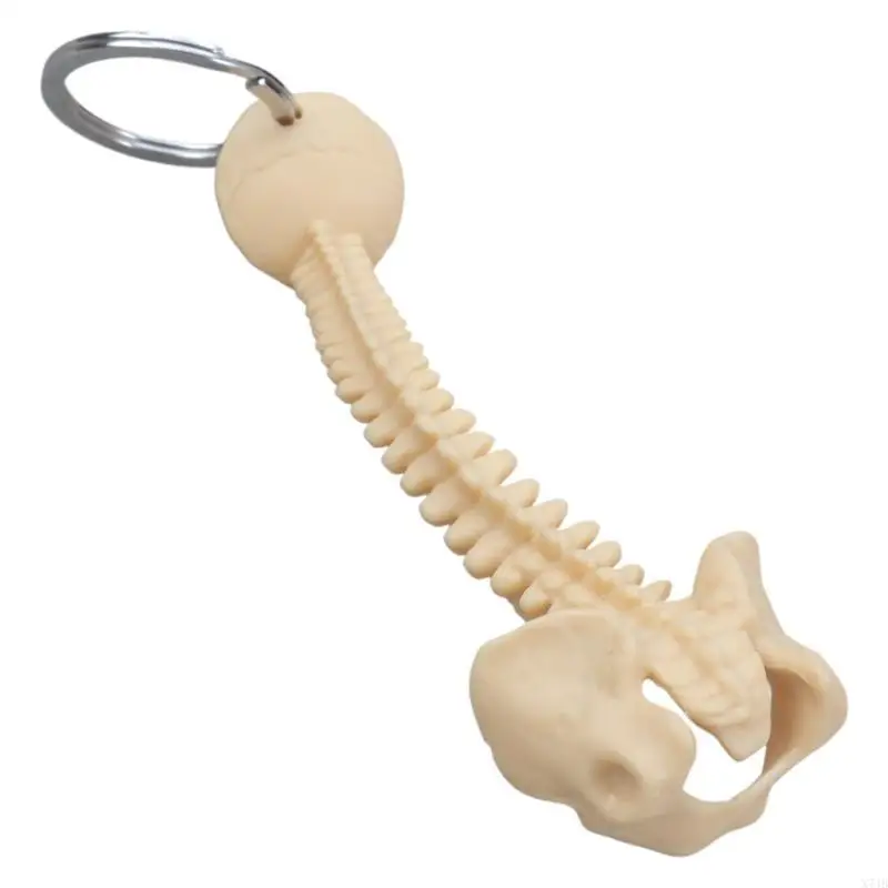 Educational Human Spine Skeleton Model Keychain Car Chain for Anatomy Enthusiasts Portable Classroom Teaching Tool