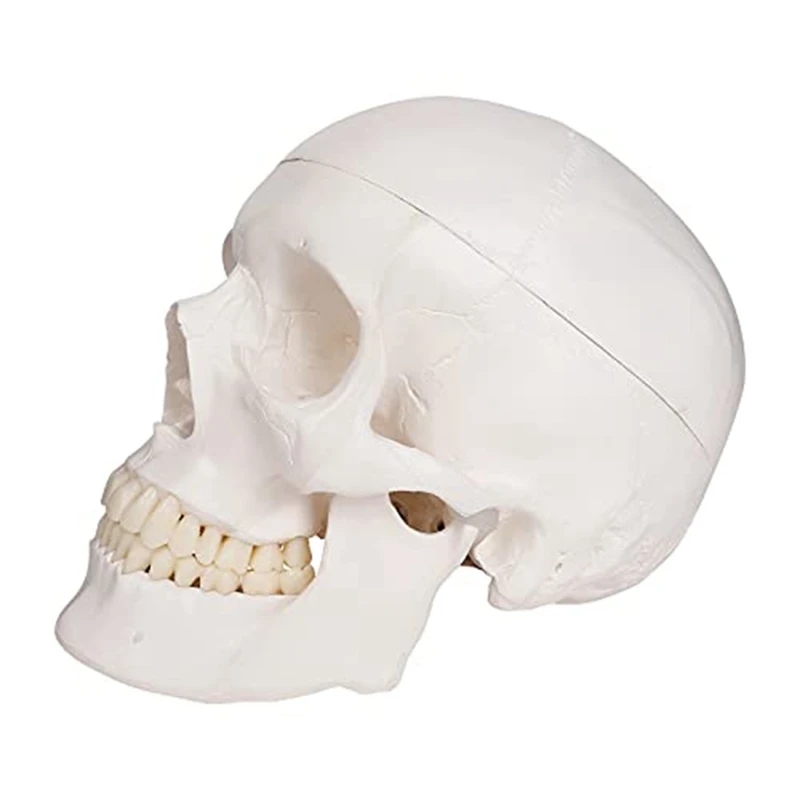 Human Scull Model, Life Size Anatomy Anatomical Adult Model With Removable Scull Cap And Articulated Mandible