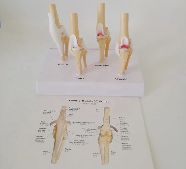 High quality standard of pet hospital teaching practice dog joint models