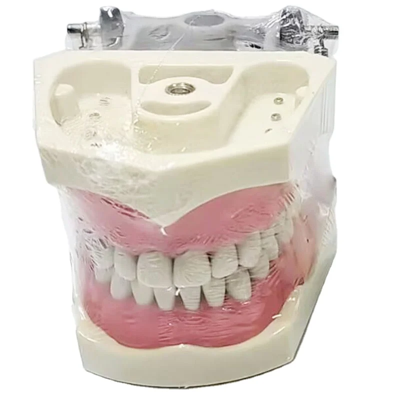 

Dentals Teaching Training Tooth Model Compatible with Columbia Tooth Model with 32pcs of Removable Teeth