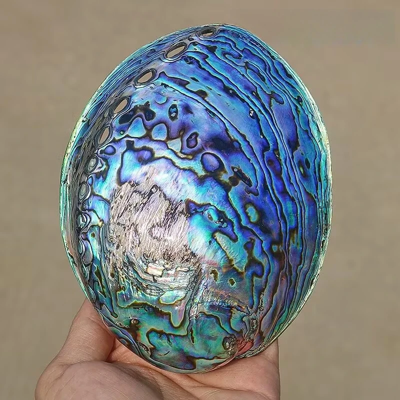 New Zealand Pattern Abalone Sh - Aquarium Fish New Zealand 评论和价格