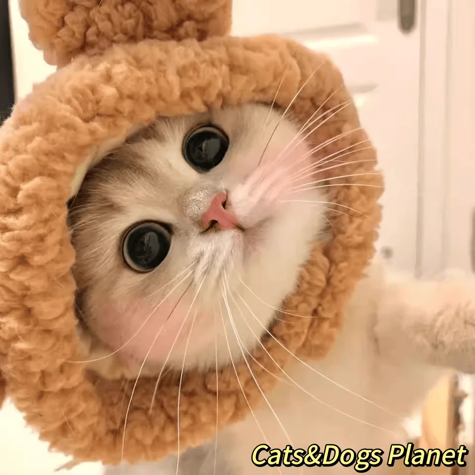 Pet Hat Cat Headgear Cute Funny Costume Hat Accessory