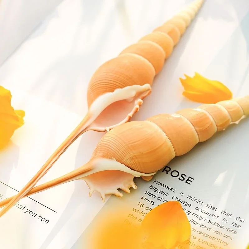 

4 Pcs Natural Tibia Martinii Seashell Sea Shells Home Decoration Accessories Aquarium Decoration Shell Decoration