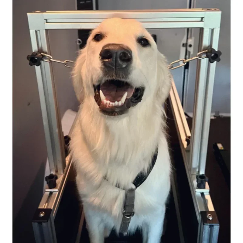 

Treadmill Slatmill For pets, Customized Animal Treadmill Dog machine,Dog Sports Pet Product cat Treadmill