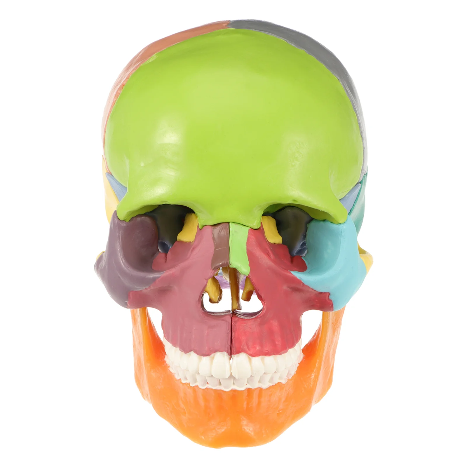 Simulated Skull Desktop Ornament Anatomical Model Medical Statue Colored Head Pvc Shape