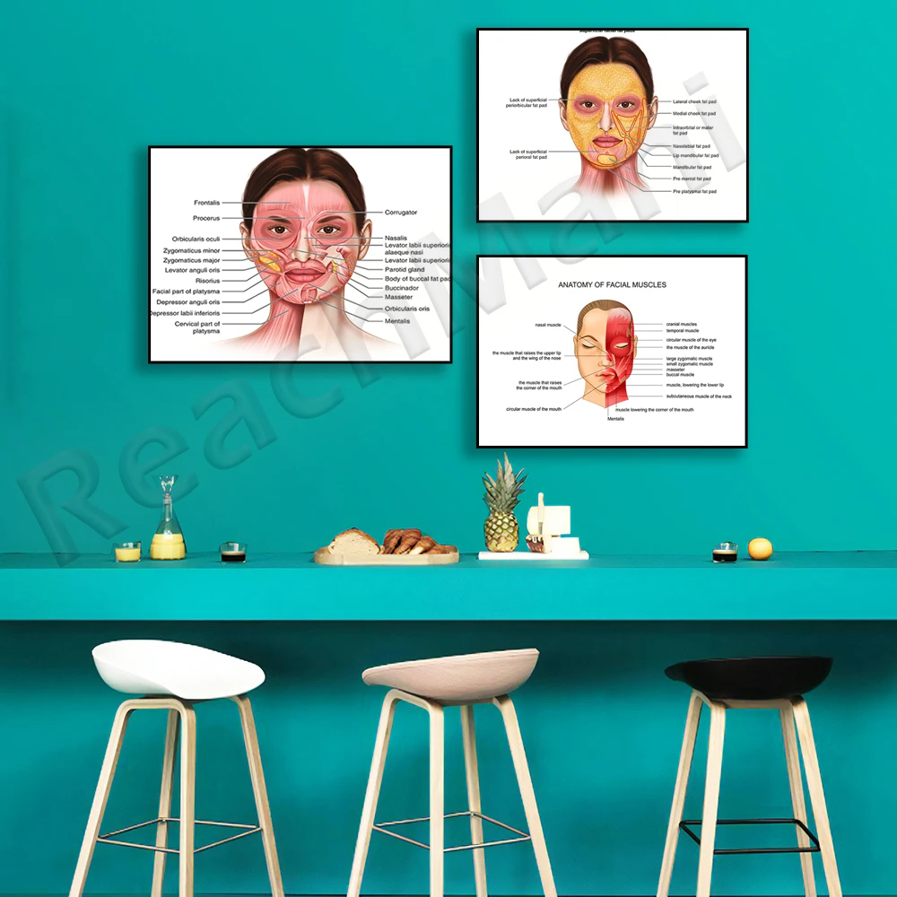 Facial muscles anatomy vector image, facial anatomy muscle blood vessels detailed art print doctor canvas print poster
