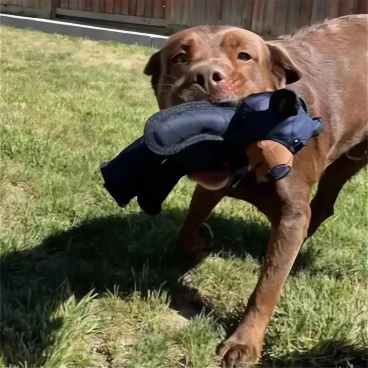 AA83 Unbreakable Extreme Bear Toy for Dogs Chewer Indestructible Plush Dog Squeaking Toy Tough Heavy-Duty Chew Dog Toys
