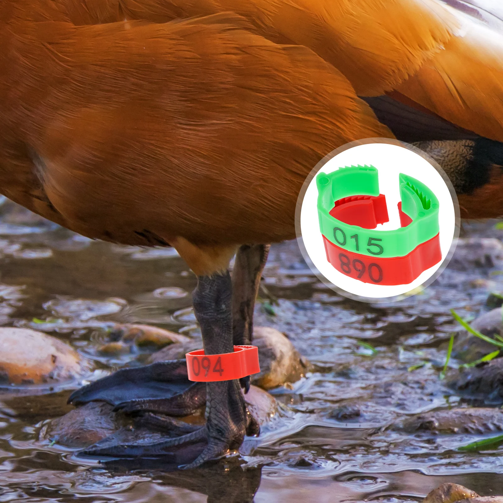 200pcs Chicken Leg Rings Durable Plastic Poultry Identification Bands Bright Color Easy Marking For Chickens Ducks Birds Farm