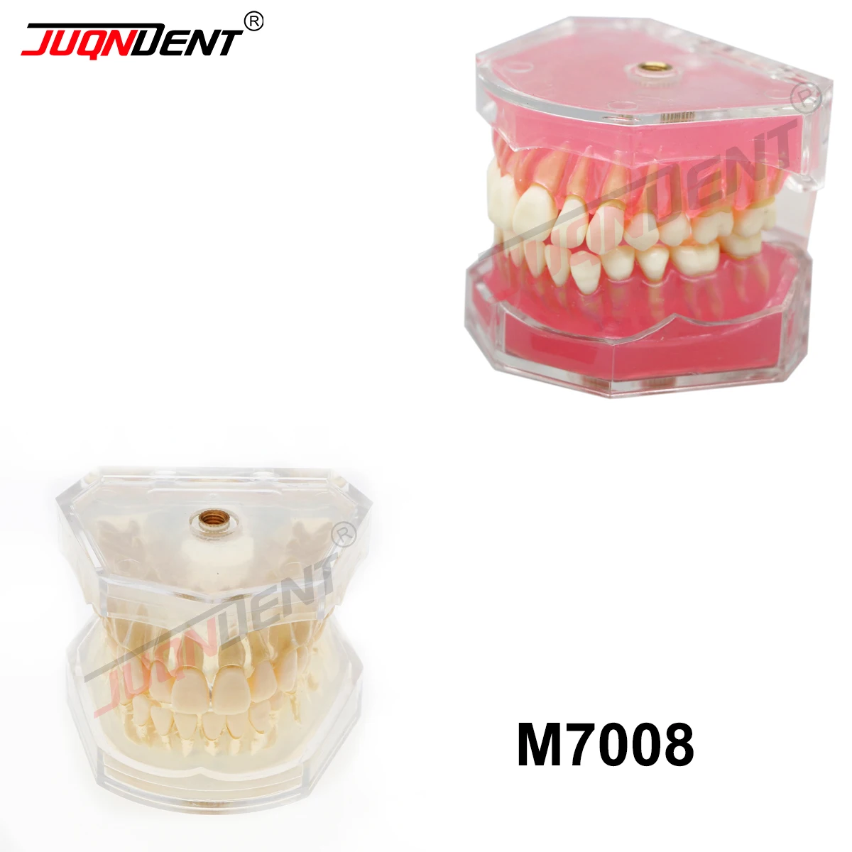 Dental Teaching standard Model Dental Study Teach Demo Model M7008 Study Standard Model with Removable Teeth