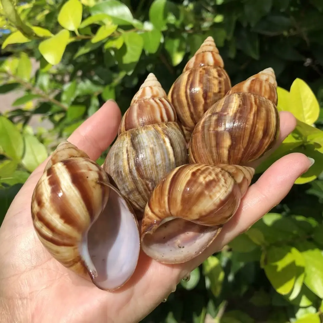 Agate Snail Shell, Natural Brown Conch, Hermit Crab Shell Replacement, Aquarium Decor, Home Aquatic Scaping Ornament