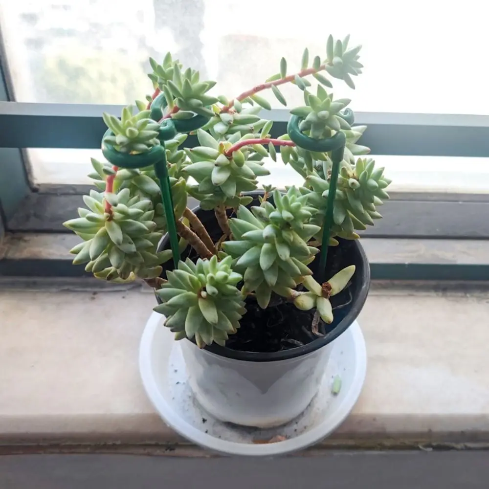 10개입 지지대 식물 지지대 말뚝 17/27/37cm 흔들림 방지 분재 고정 도구 3mm 내구성 꽃 덩굴 등반 브래킷