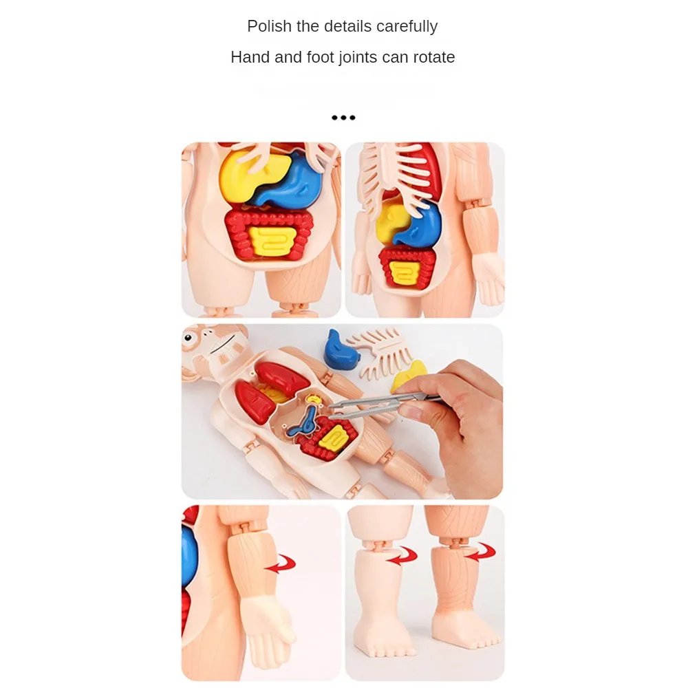 โมเดลประกอบร่างกายมนุษย์สำหรับเด็กโมเดลอนาโตมี่3D ของเล่นประกอบอวัยวะสำหรับการสอน
