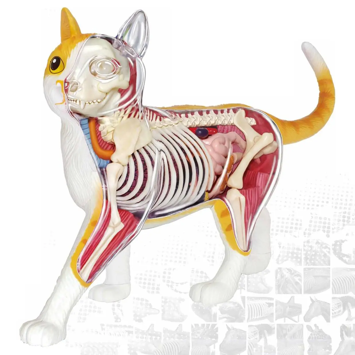 4DMASTER Orange Cat Visceral Skeleton Anatomical Model Detachable Simulation Toy