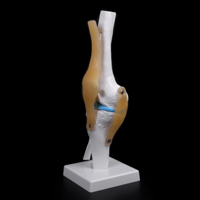 Human Anatomical Knee Joint Flexible Skeleton Model Medical Learning Aid Anatomy D5QC