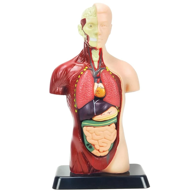 Ultrassist Anatomie-Modell – 15-teiliger Abnehmbarer Torso (28 Cm) Mit Basis, Für Kids & Studis