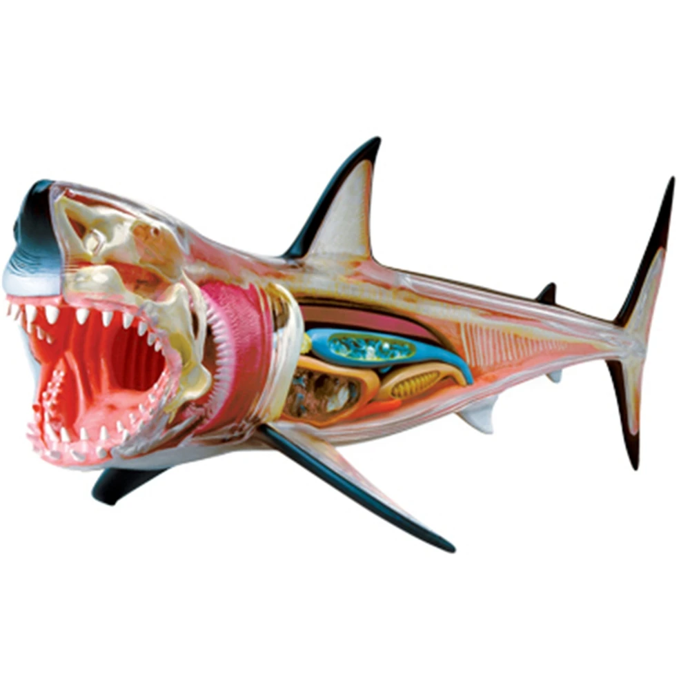 Animal Organ Anatomy Model 4D Shark Intelligence Assembling Toy Teaching Anatomy Model DIY Popular Science Appliances