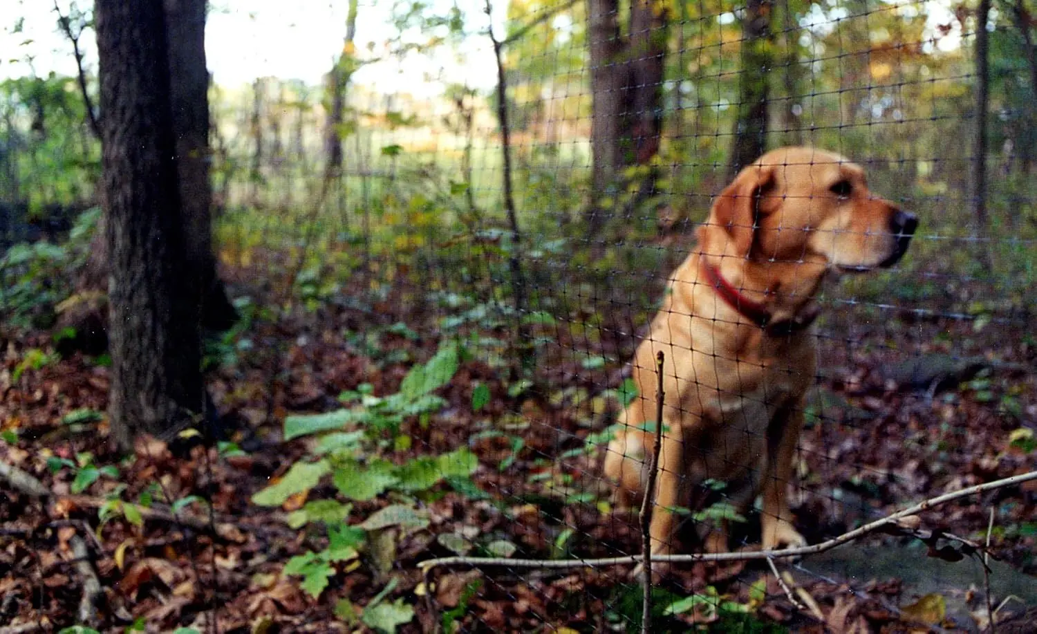 Recinzione per animali nera 4' x 100', rete in polipropilene, non tossica e invisibile per la sicurezza degli animali