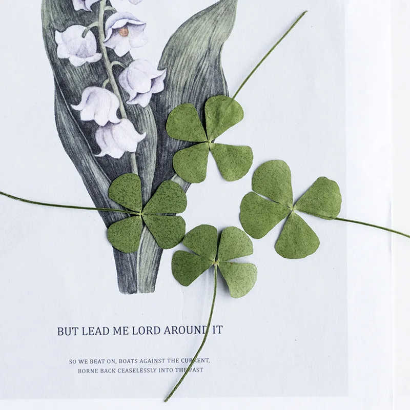 

Four-Leaf Lucky Plant Specimen Resin Glue Phone Case Plant Bookmark Photo Frame DIY Teaching Material Package 100Pcs