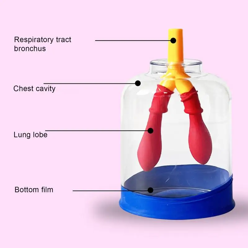 Lung Model Respiratory System Learning Aids Scratch-proof Precision Lung Breathing Learning Model for School Science Study