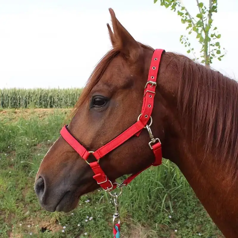 Proteção acolchoada cavalo Halter, ajustável Chin e garganta Snap, equipamento de equitação, vários tamanhos, corda durável