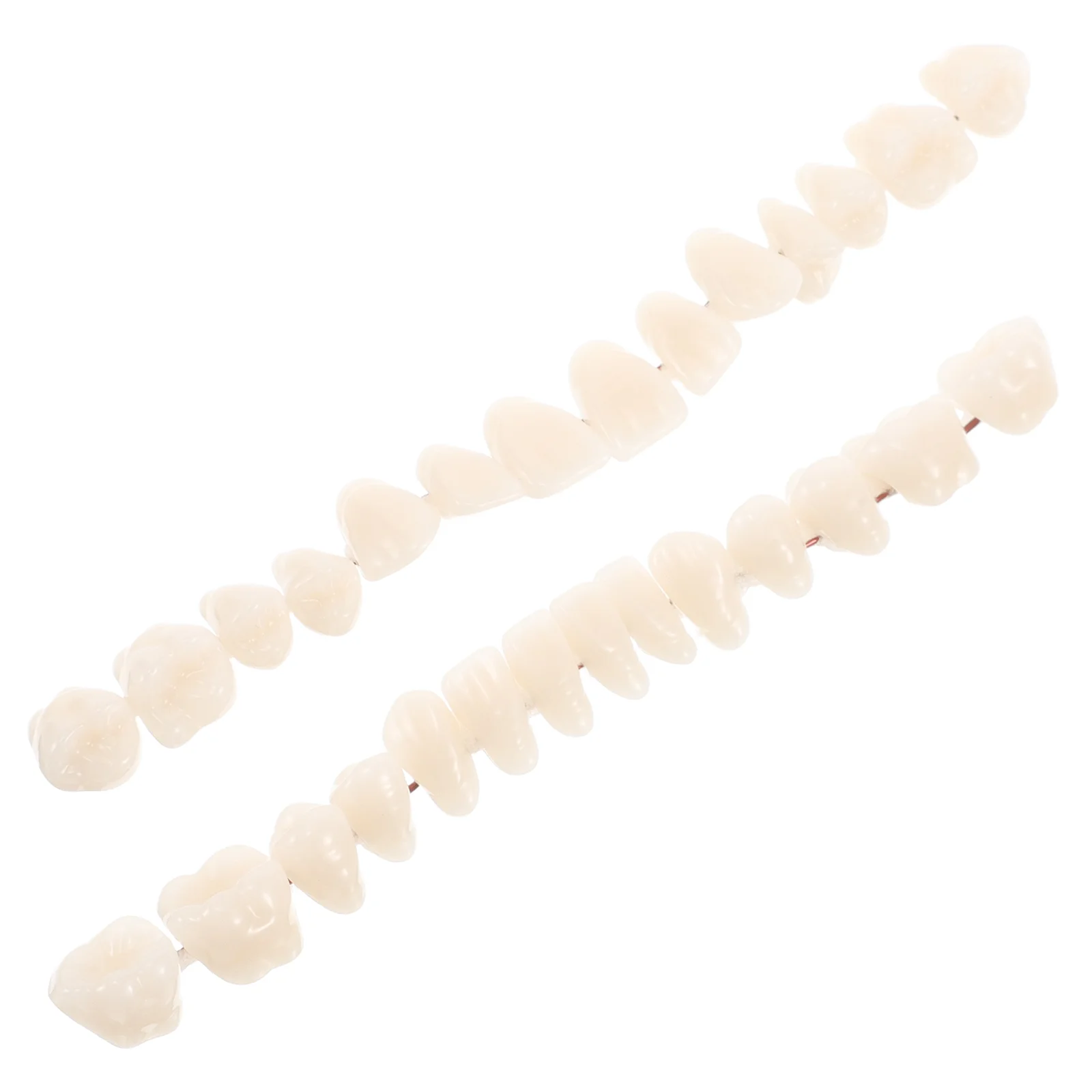 

2 Pcs Denture Model Double Row Plastic Teeth Halloween Acrylic Repair Kit Upper Tooth Replacement Realistic Human Mouth