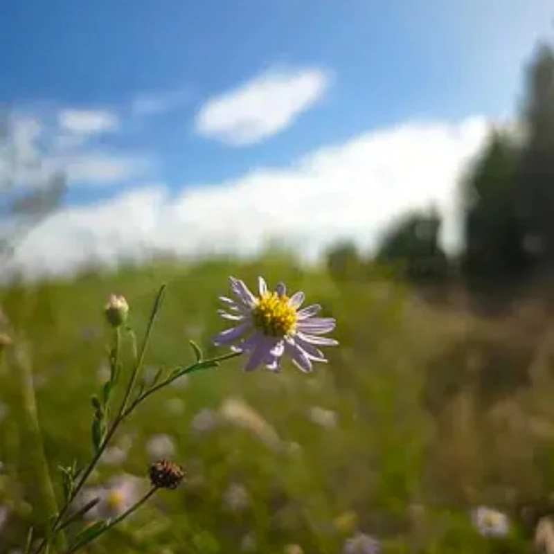 

GEPRC SPEEDX2 1505 4300KV Motor 20A-30A Brushless 16.8V Motor Black with 2.5 - 3.5 Inch RC FPV Racing Drone Multicopter