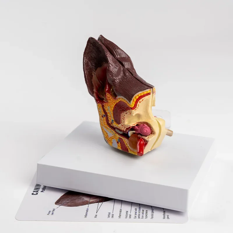 

Hospital teaching display supplies Animal anatomy Anatomical model Canine pet dog ears